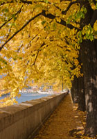 Autumn by the River