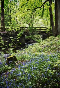 Bluebells by the Bridge