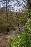 Bluebells by the Path
