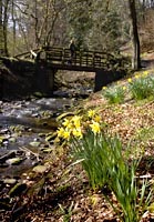 Daffodils, Sunnyhurst Woods, Darwen