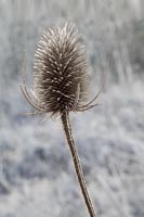 Frosted Teasel