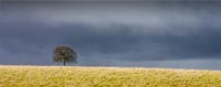 Lone Tree