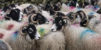 Multicoloured sheep