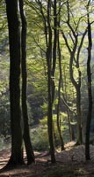 Tall Trees