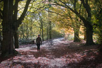 Walking in the Woods