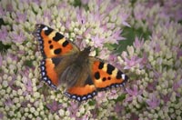 Tortoiseshell