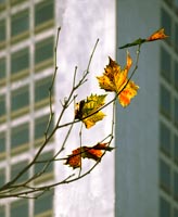 Urban Growth (Birmingham)