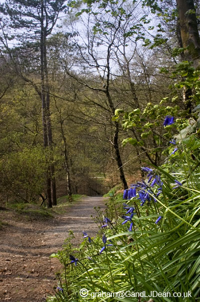 Bluebells by the Path