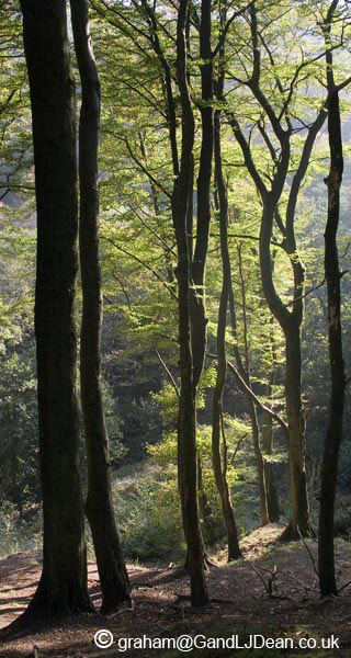 Sunnyhurst Woods, Tall Trees