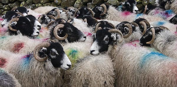 Multicoloured Sheep