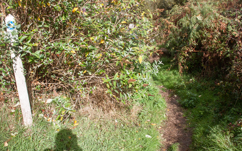 path leading down to stream near Trefeddian Farm