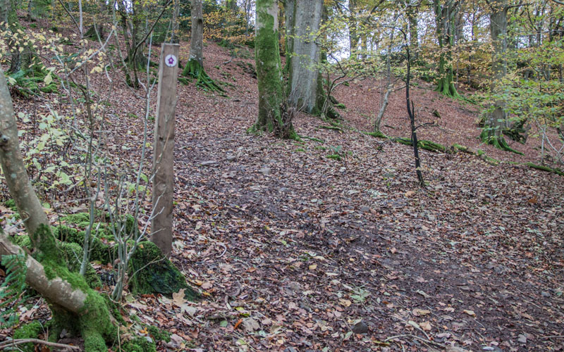 Castlehead Wood