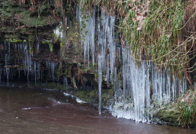 icicles at River Roddlesworth (Rocky Brook)