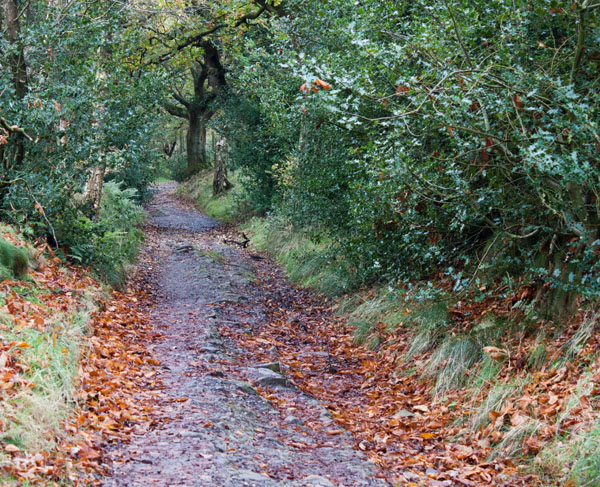 the Gritstone Trail near Bollinhurst Bridge