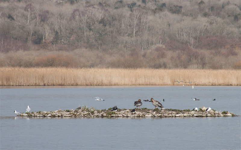 view from public hide, Leighton Moss RSPB reserve
