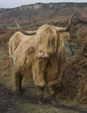 highland cattle, below Baslow Edge, Peak District