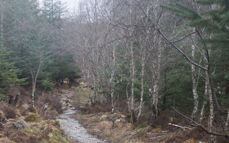 Farigaig Forest - South Loch Ness Trail