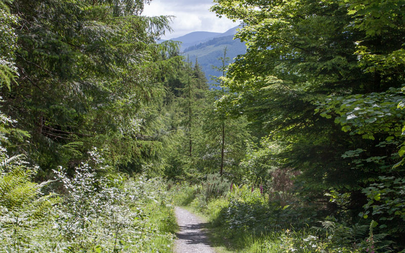 path through Longside Wood
