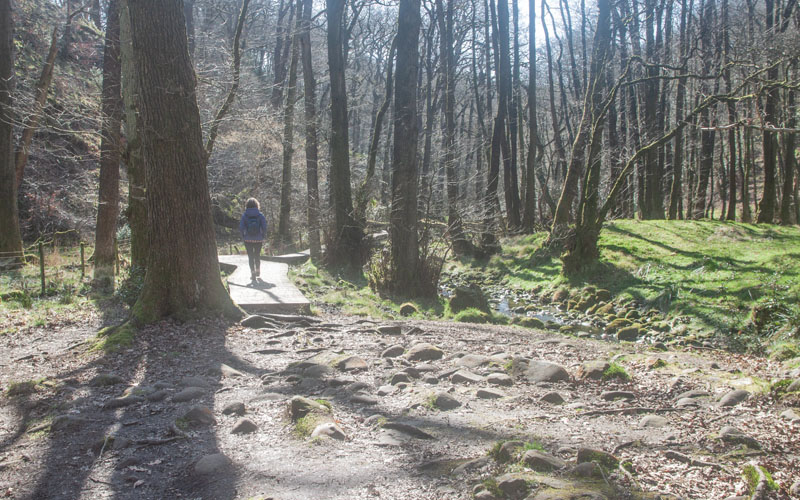 path through Holme Wood