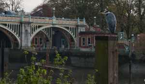 heron, guarding Richmond Lock