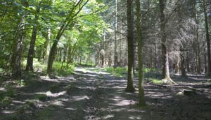 woodland on the southern edge of the Wrekin