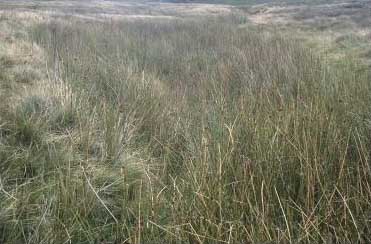 [photograph: Newby Head Moss - Jam Syke]