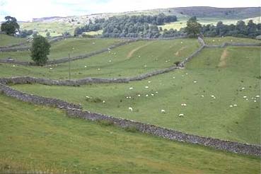 [photograph of medieval filed strips near Langcliffe]