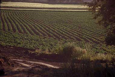 [photograph showing market gardening]