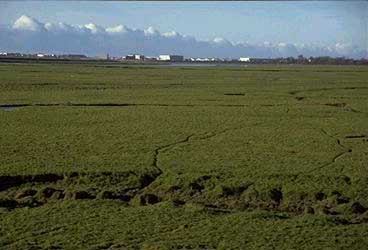 [photograph: Longton Marsh]